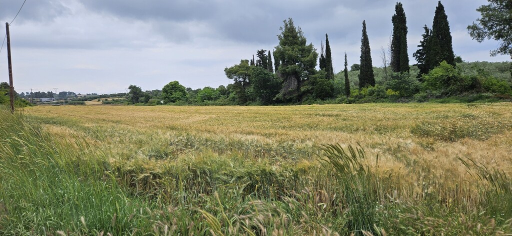 Land in Kassandra, Chalkidiki, Greece – 59245