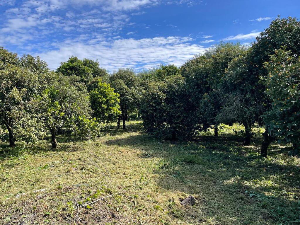 Land in Corfu, Corfu Prefecture, Greece – 59230