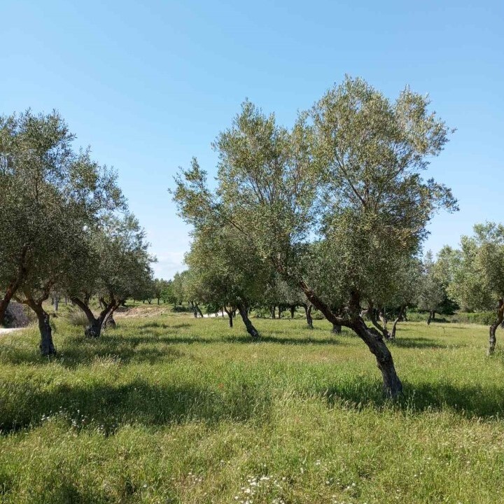 Land in Sithonia, Chalkidiki, Greece – 59213