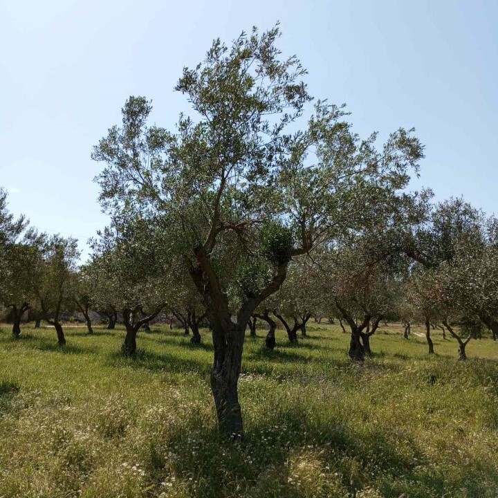 Land in Sithonia, Chalkidiki, Greece – 59213