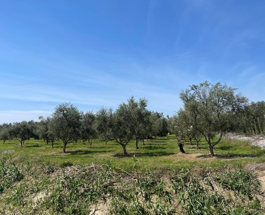 Land in Sithonia, Chalkidiki, Greece – 59213