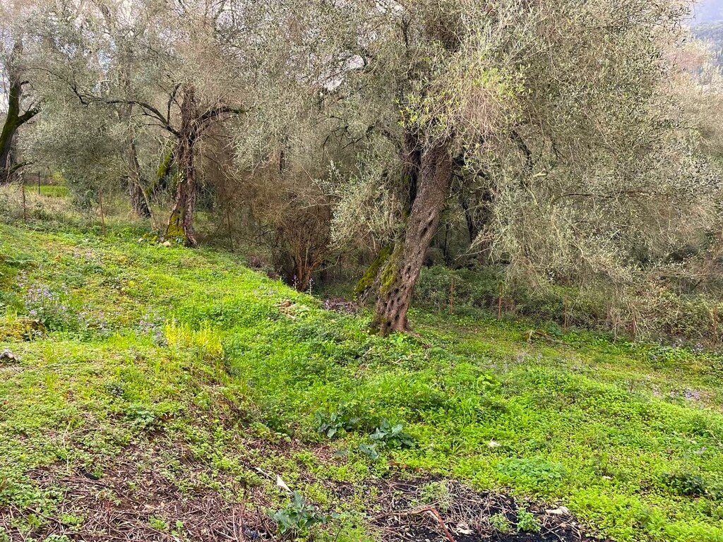 Land in Corfu, Corfu Prefecture, Greece – 58383