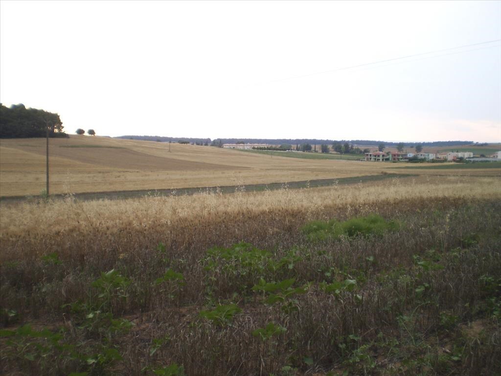 Land in Kassandra, Chalkidiki, Greece – 58301
