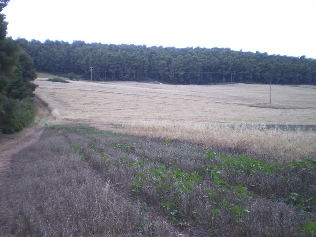 Land in Kassandra, Chalkidiki, Greece – 58297