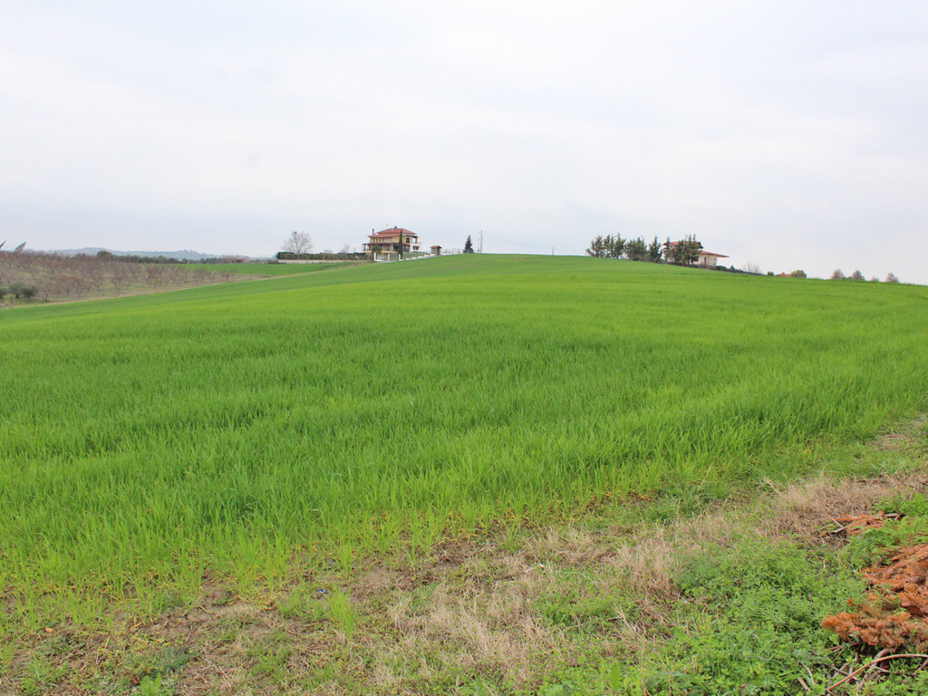 Land in Katerini, Pieria Prefecture, Greece – 58242