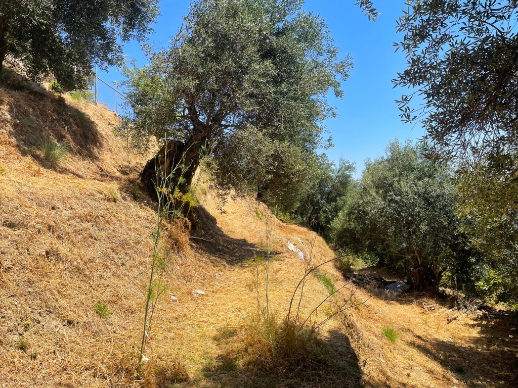 Land in Corfu, Corfu Prefecture, Greece – 58138