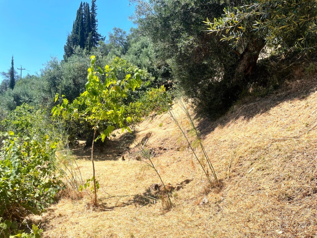 Land in Corfu, Corfu Prefecture, Greece – 58138