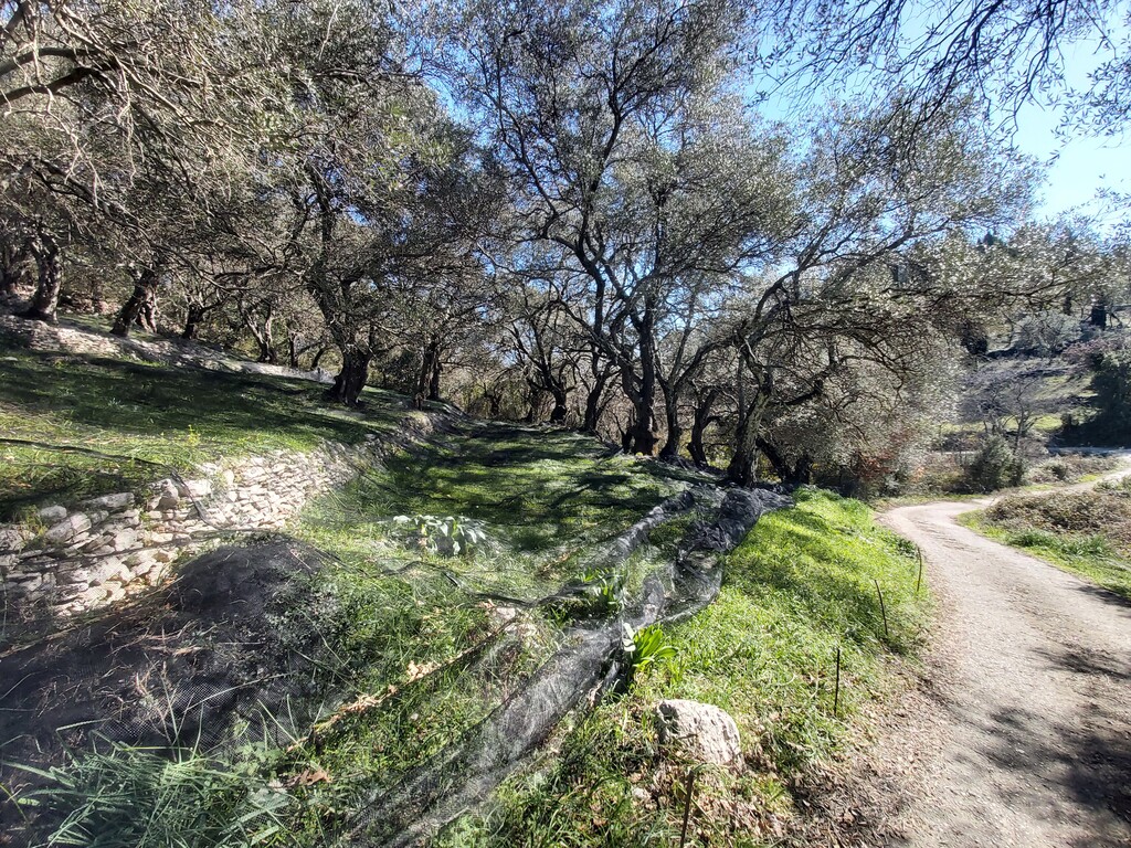 Land in Corfu, Corfu Prefecture, Greece – 58099