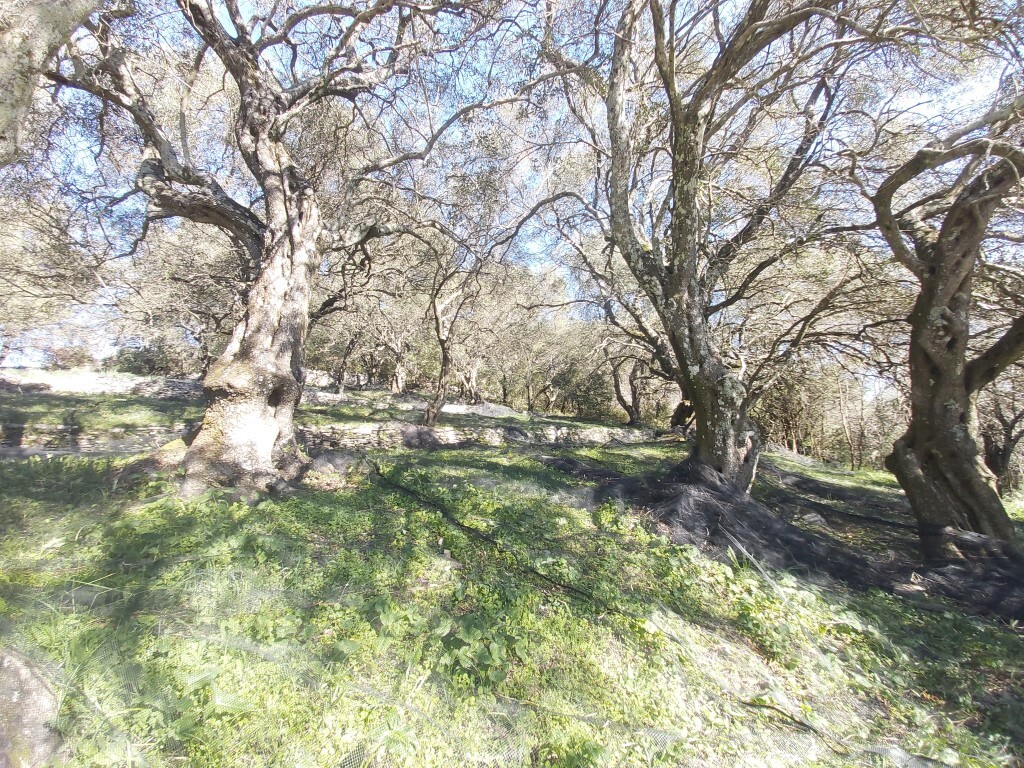 Land in Corfu, Corfu Prefecture, Greece – 58099