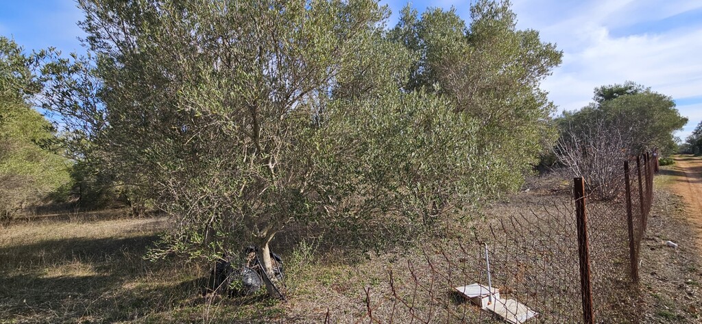 Land in Kassandra, Chalkidiki, Greece – 57995