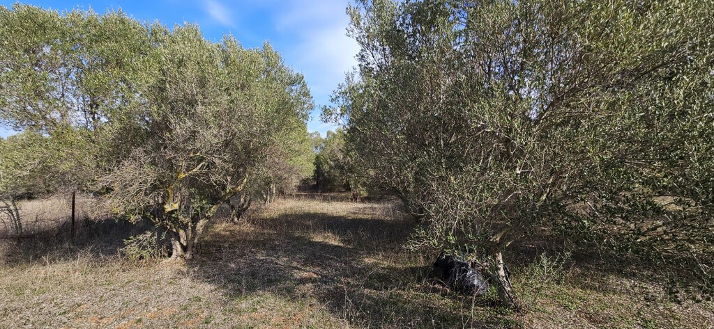 Land in Kassandra, Chalkidiki, Greece – 57995