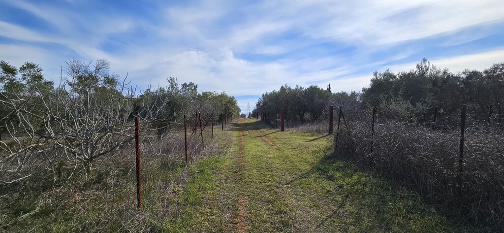 Land in Kassandra, Chalkidiki, Greece – 57994