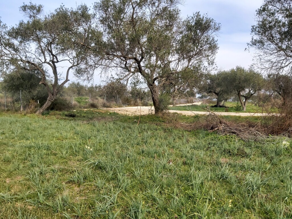 Land in Corfu, Corfu Prefecture, Greece – 57953