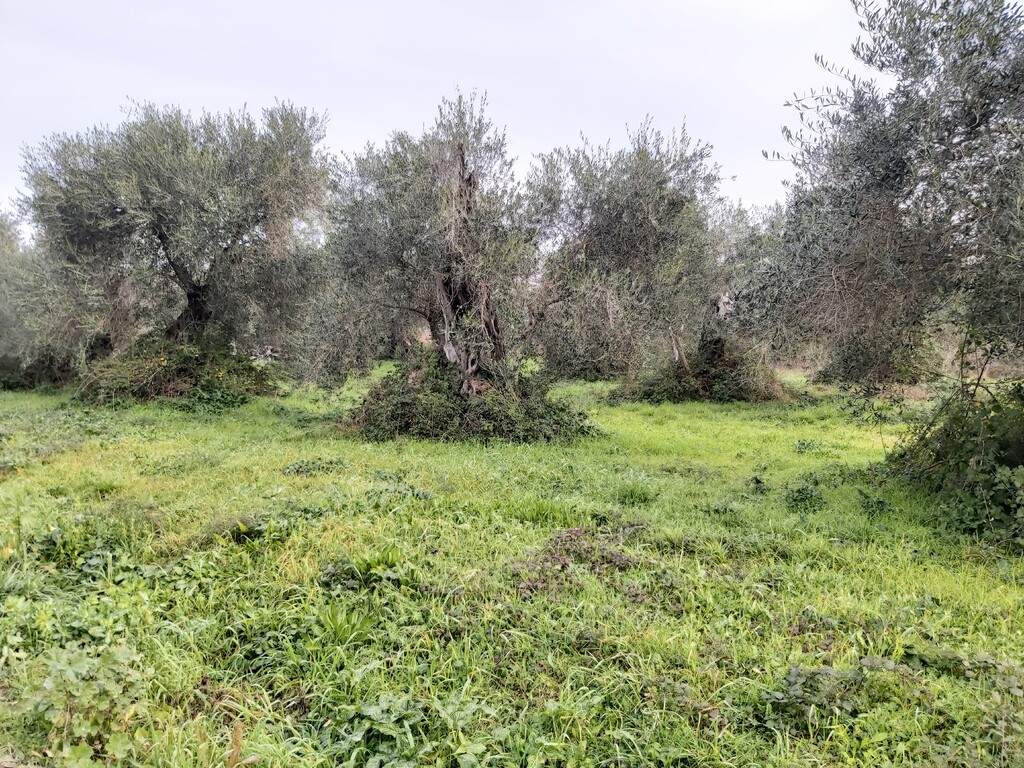 Land in Corfu, Corfu Prefecture, Greece – 57948