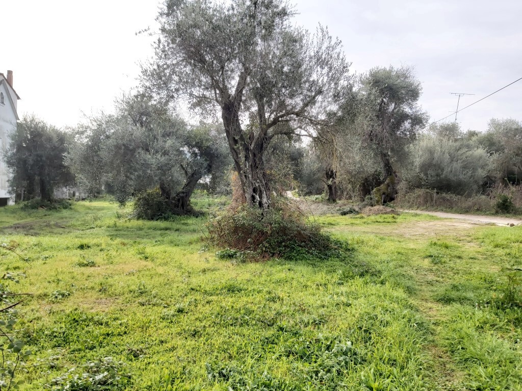 Land in Corfu, Corfu Prefecture, Greece – 57948