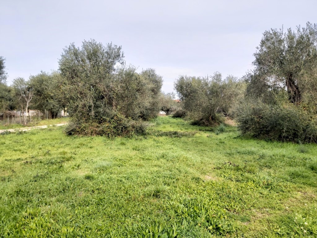 Land in Corfu, Corfu Prefecture, Greece – 57948