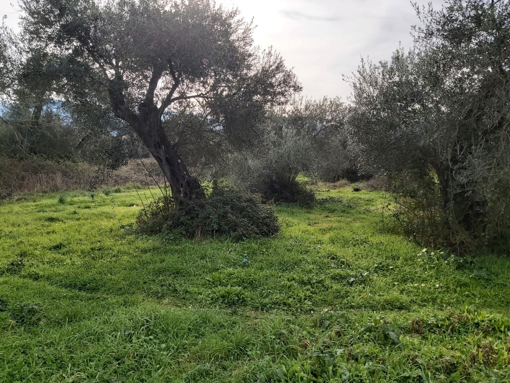Land in Corfu, Corfu Prefecture, Greece – 57948