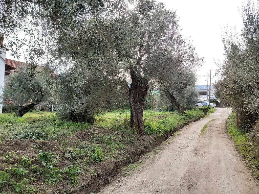 Land in Corfu, Corfu Prefecture, Greece – 57948