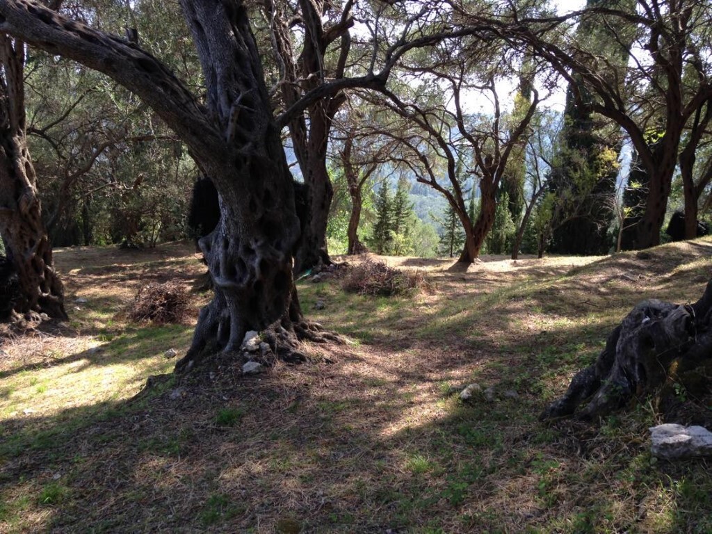 Land in Corfu, Corfu Prefecture, Greece – 57905
