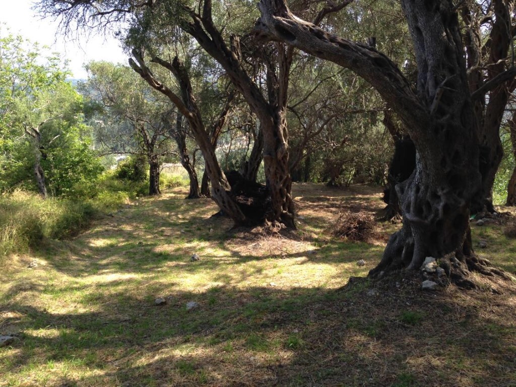 Land in Corfu, Corfu Prefecture, Greece – 57905