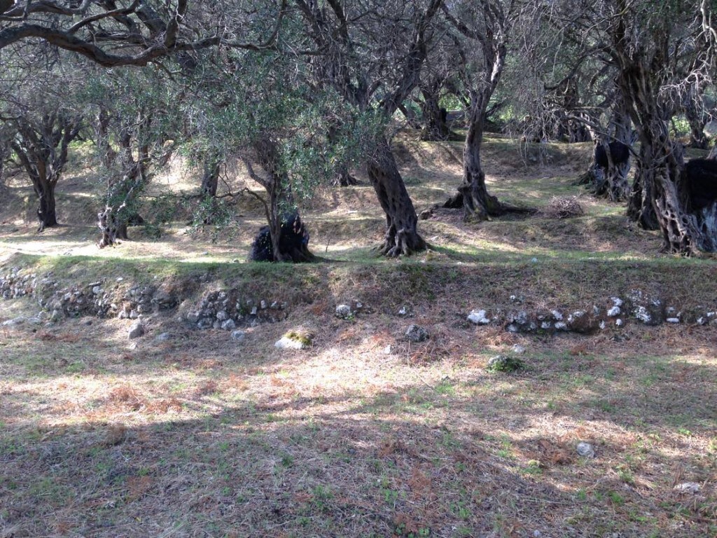 Land in Corfu, Corfu Prefecture, Greece – 57905