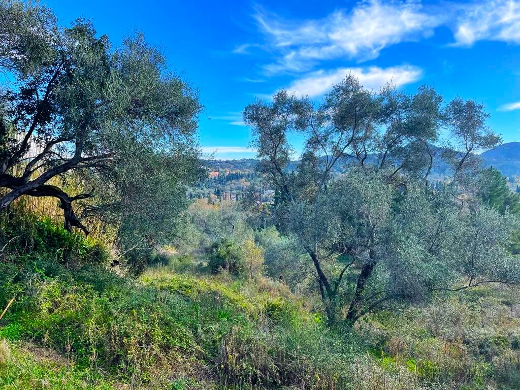 Land in Corfu, Corfu Prefecture, Greece – 57706