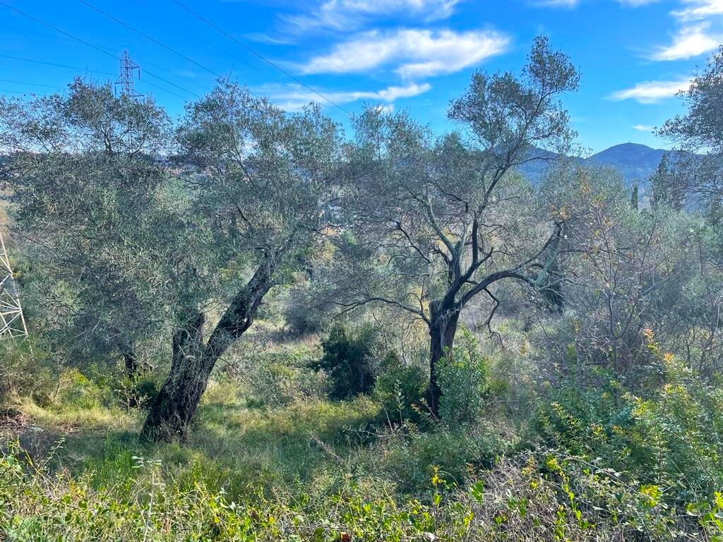 Land in Corfu, Corfu Prefecture, Greece – 57706