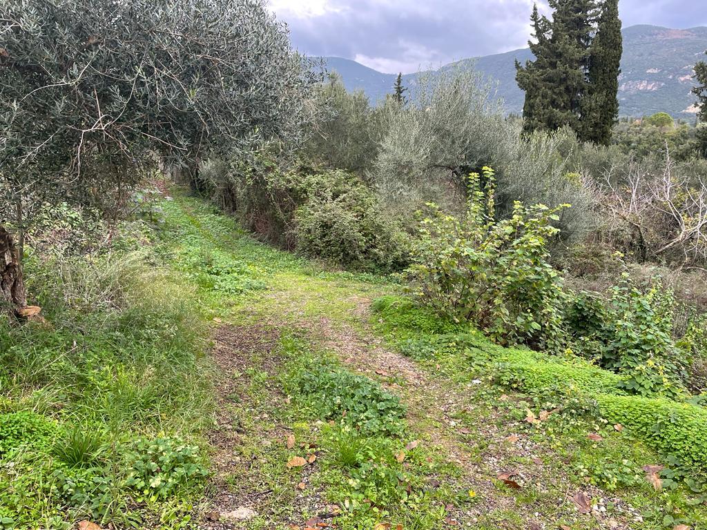 Land in Corfu, Corfu Prefecture, Greece – 57653