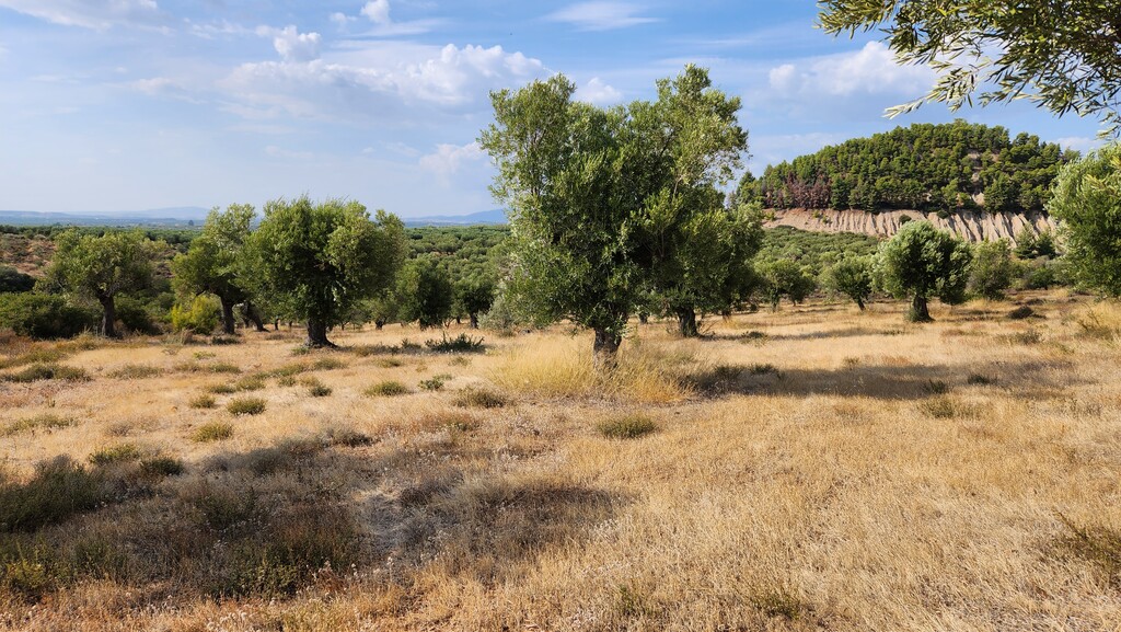 Land in Poligiros, Chalkidiki, Greece – 57227