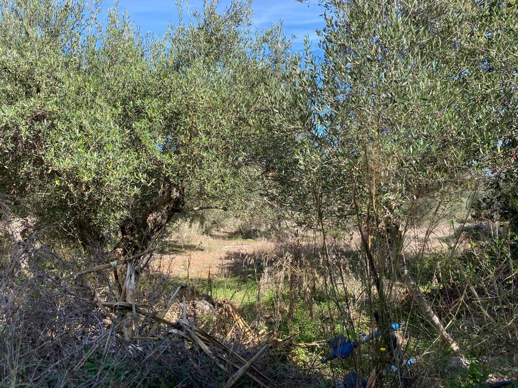 Land in Vamos, Chania Prefecture, Greece – 57164