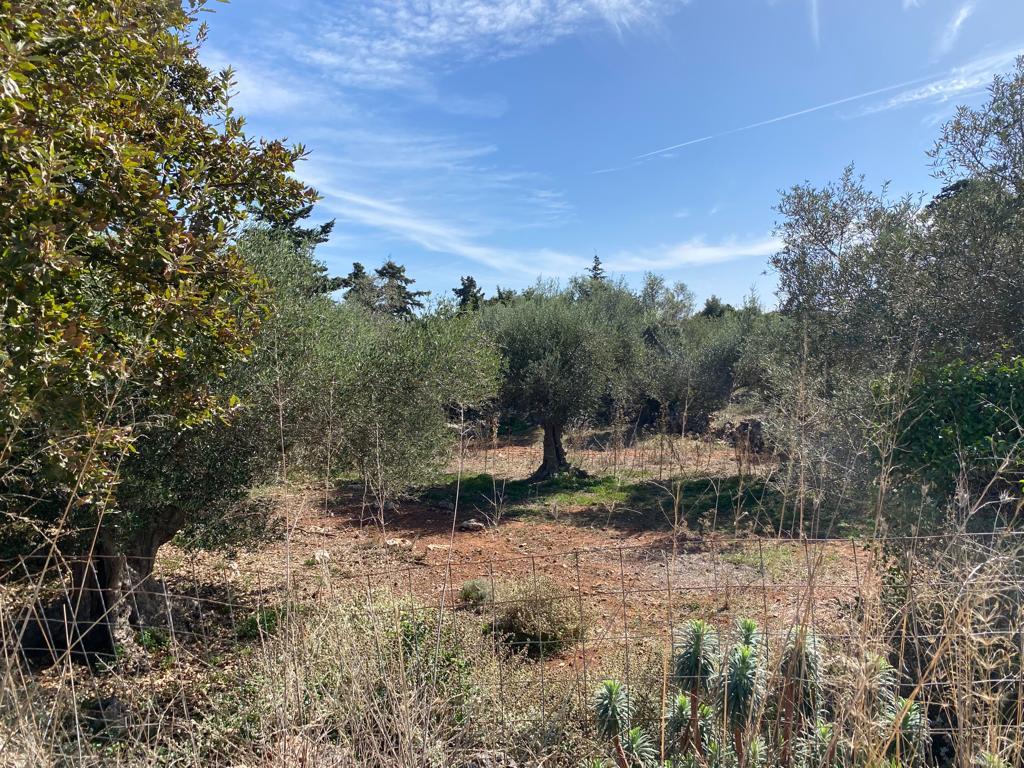 Land in Vamos, Chania Prefecture, Greece – 57163