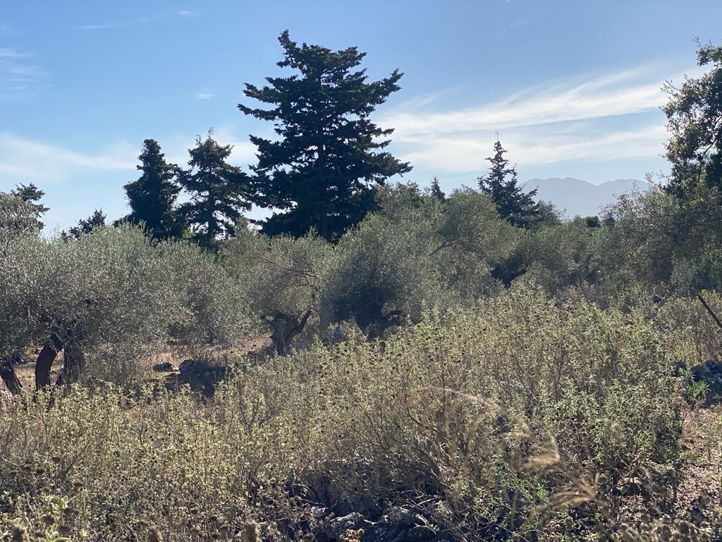 Land in Vamos, Chania Prefecture, Greece – 57163