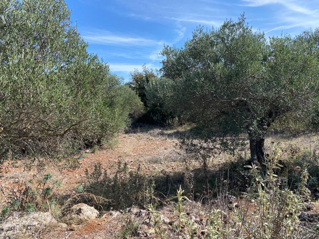 Land in Vamos, Chania Prefecture, Greece – 57161