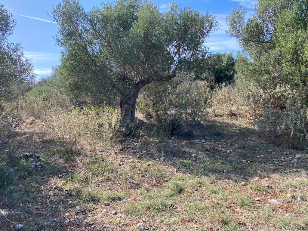 Land in Vamos, Chania Prefecture, Greece – 57161
