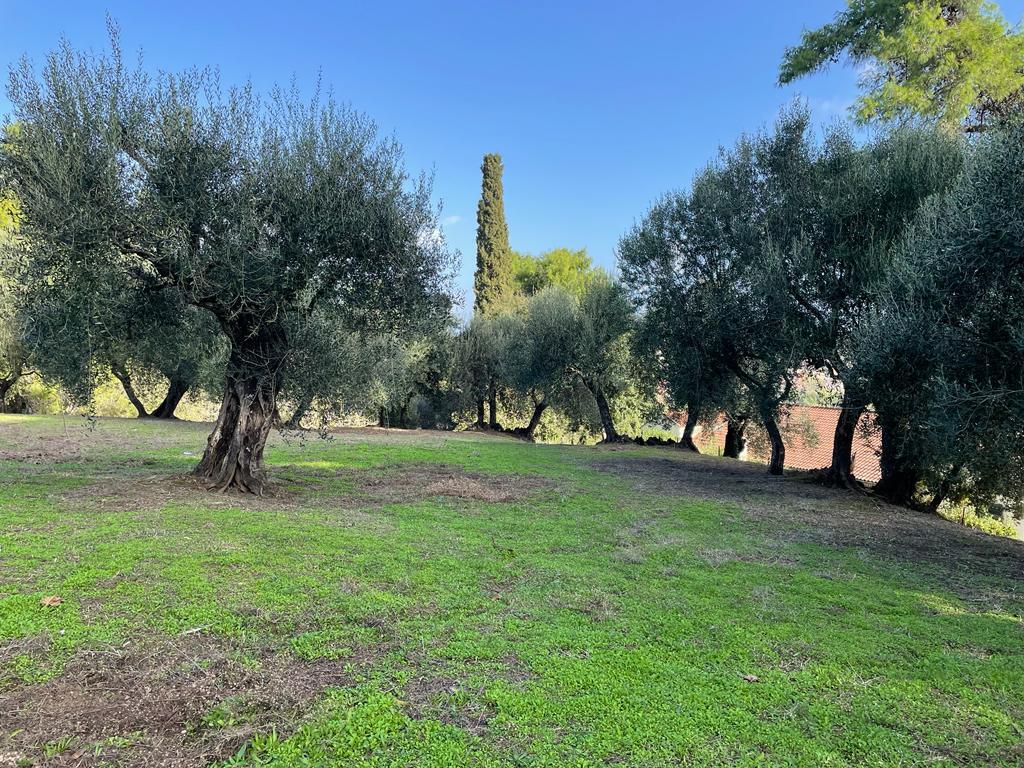 Land in Corfu, Corfu Prefecture, Greece – 57121