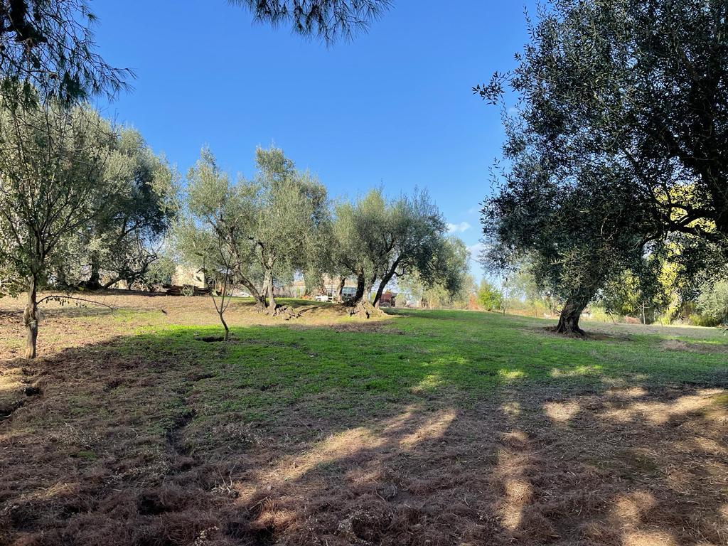 Land in Corfu, Corfu Prefecture, Greece – 57121