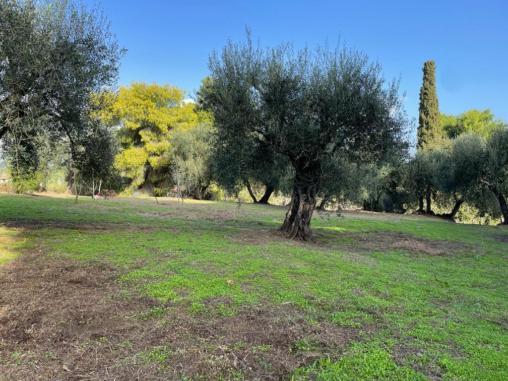 Land in Corfu, Corfu Prefecture, Greece – 57121
