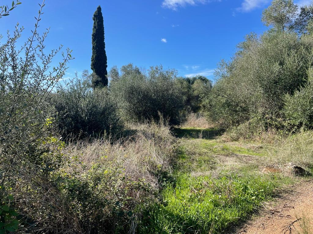 Land in Corfu, Corfu Prefecture, Greece – 57099