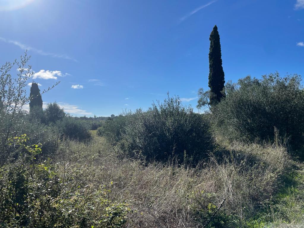Land in Corfu, Corfu Prefecture, Greece – 57099