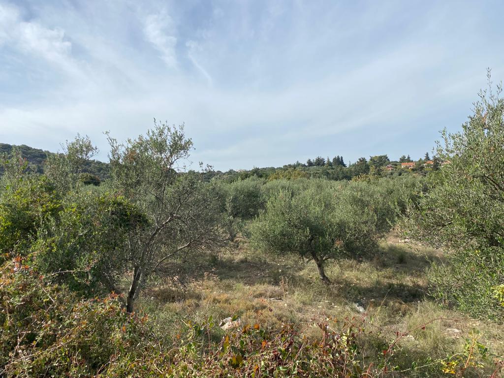Land in Vamos, Chania Prefecture, Greece – 57077