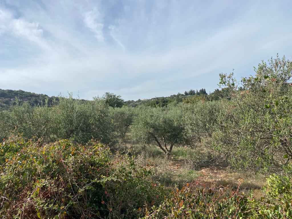 Land in Vamos, Chania Prefecture, Greece – 57077