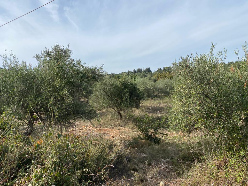 Land in Vamos, Chania Prefecture, Greece – 57077
