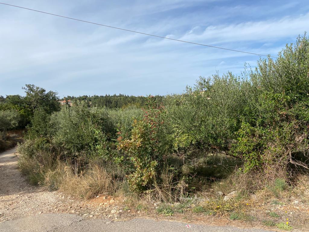 Land in Vamos, Chania Prefecture, Greece – 57077
