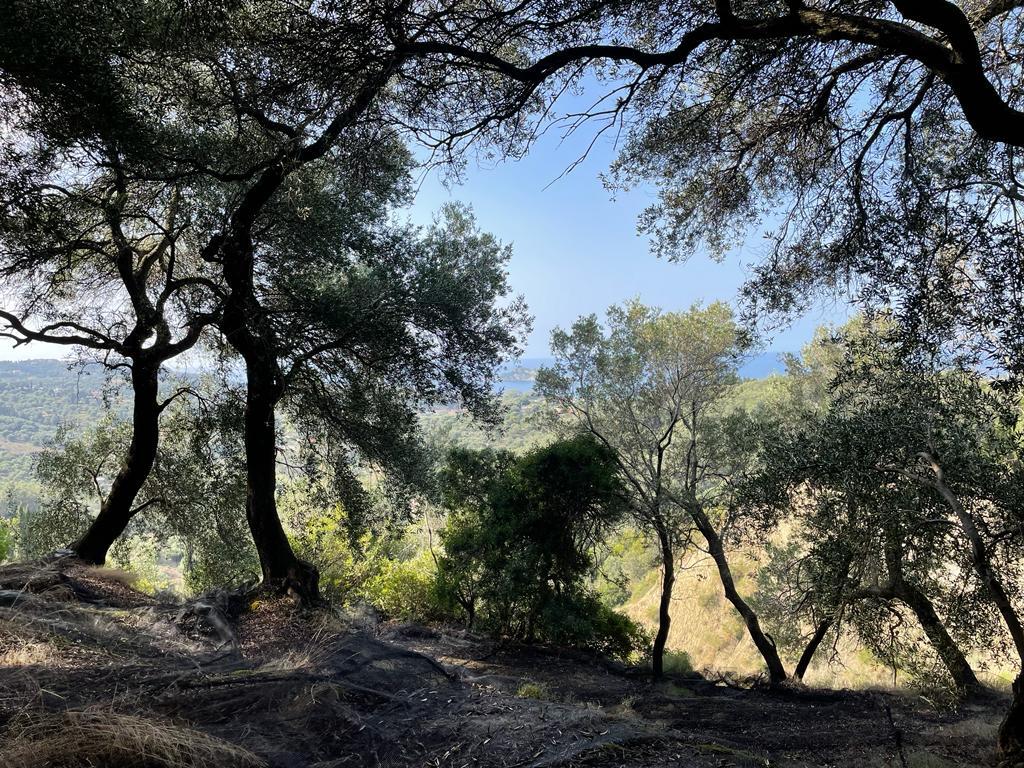 Land in Corfu, Corfu Prefecture, Greece – 56994