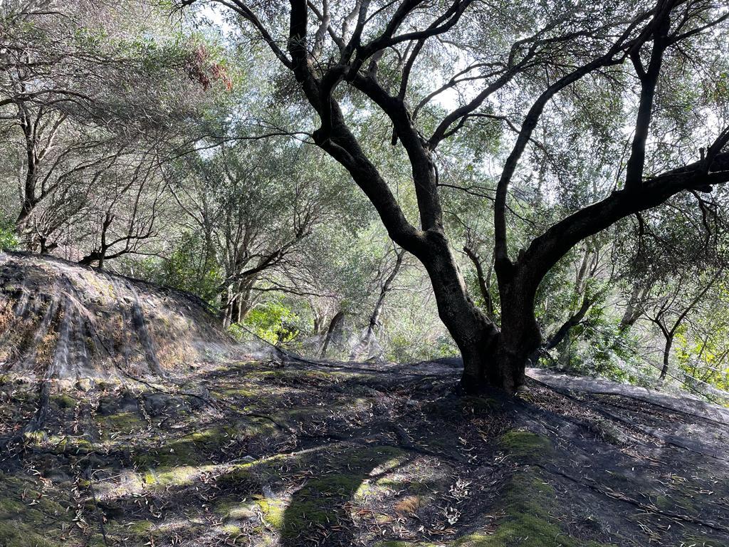 Land in Corfu, Corfu Prefecture, Greece – 56994