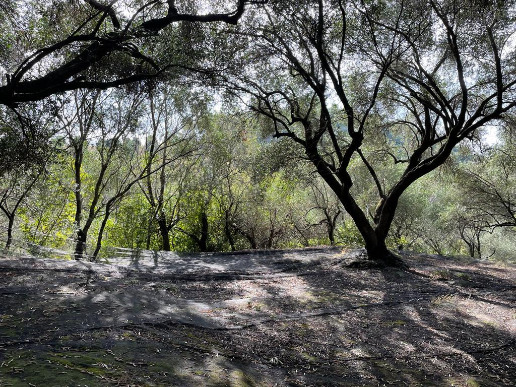Land in Corfu, Corfu Prefecture, Greece – 56994