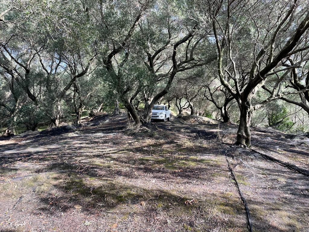 Land in Corfu, Corfu Prefecture, Greece – 56994