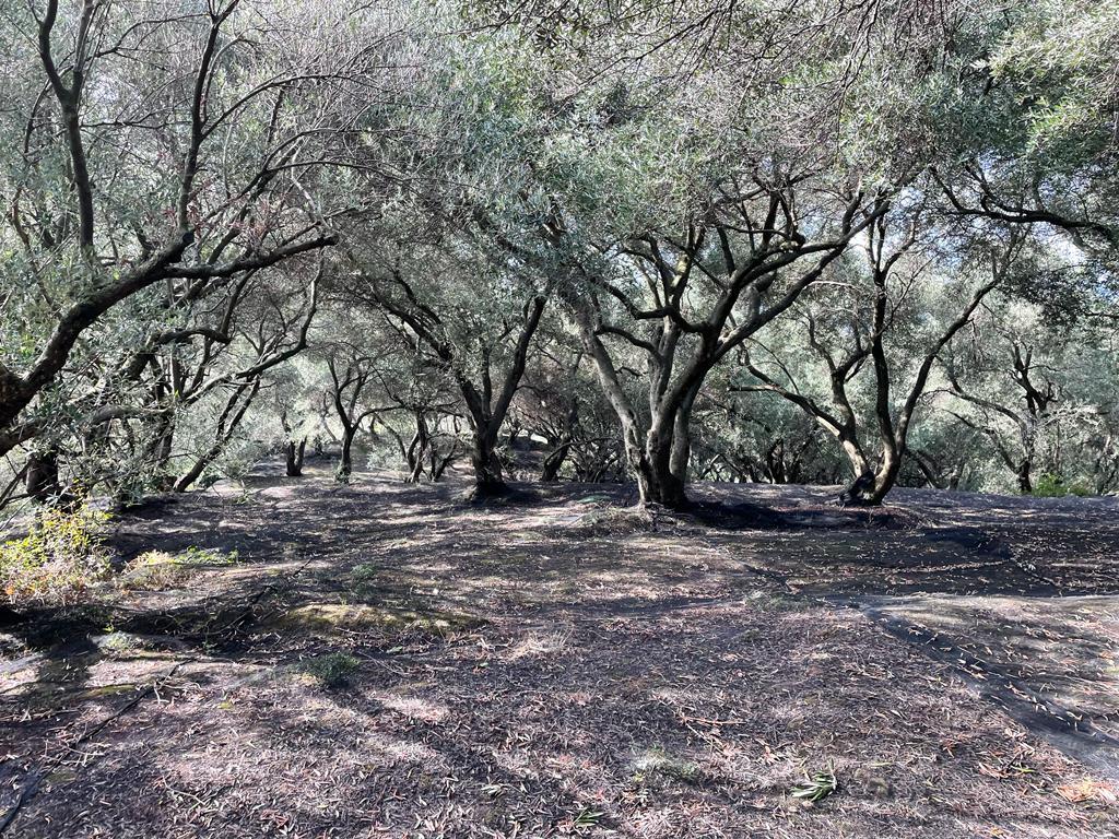 Land in Corfu, Corfu Prefecture, Greece – 56994
