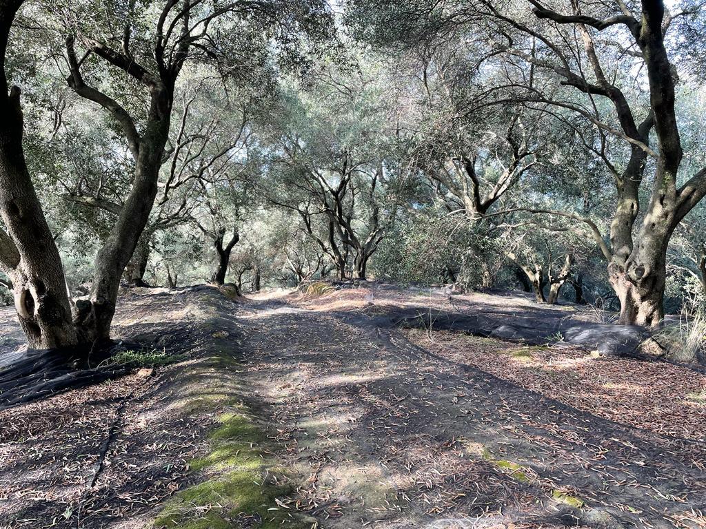 Land in Corfu, Corfu Prefecture, Greece – 56994
