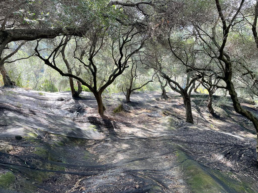 Land in Corfu, Corfu Prefecture, Greece – 56994